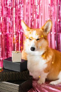 corgi deleting comments